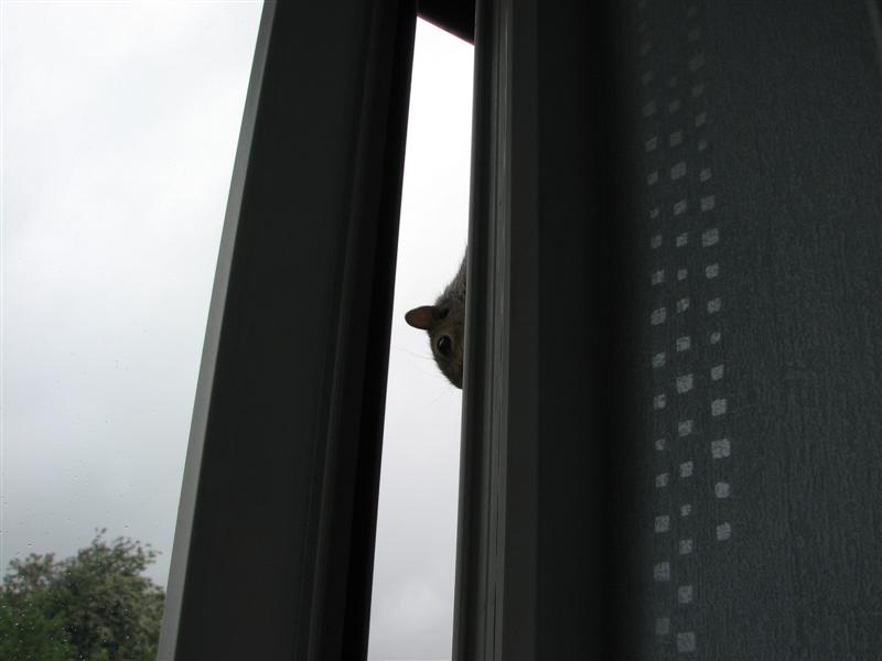 hmmsquirrel2.jpg